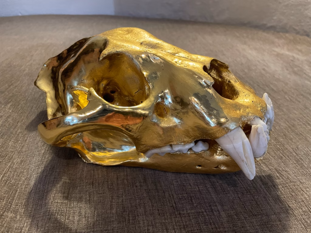 Vergoldeter Tierschädel